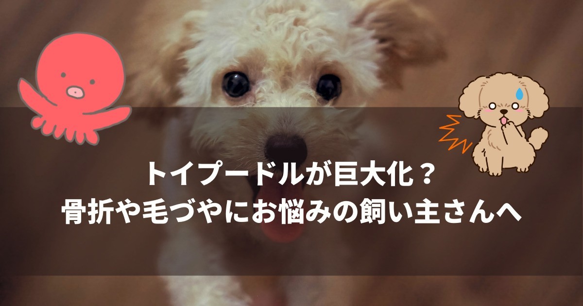 zakki_17